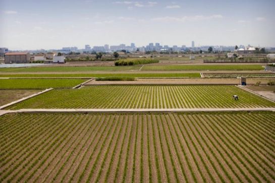paella fórmula hurtado